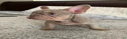 French Bulldog dogs for stud: New Shade STUD - Ad 3