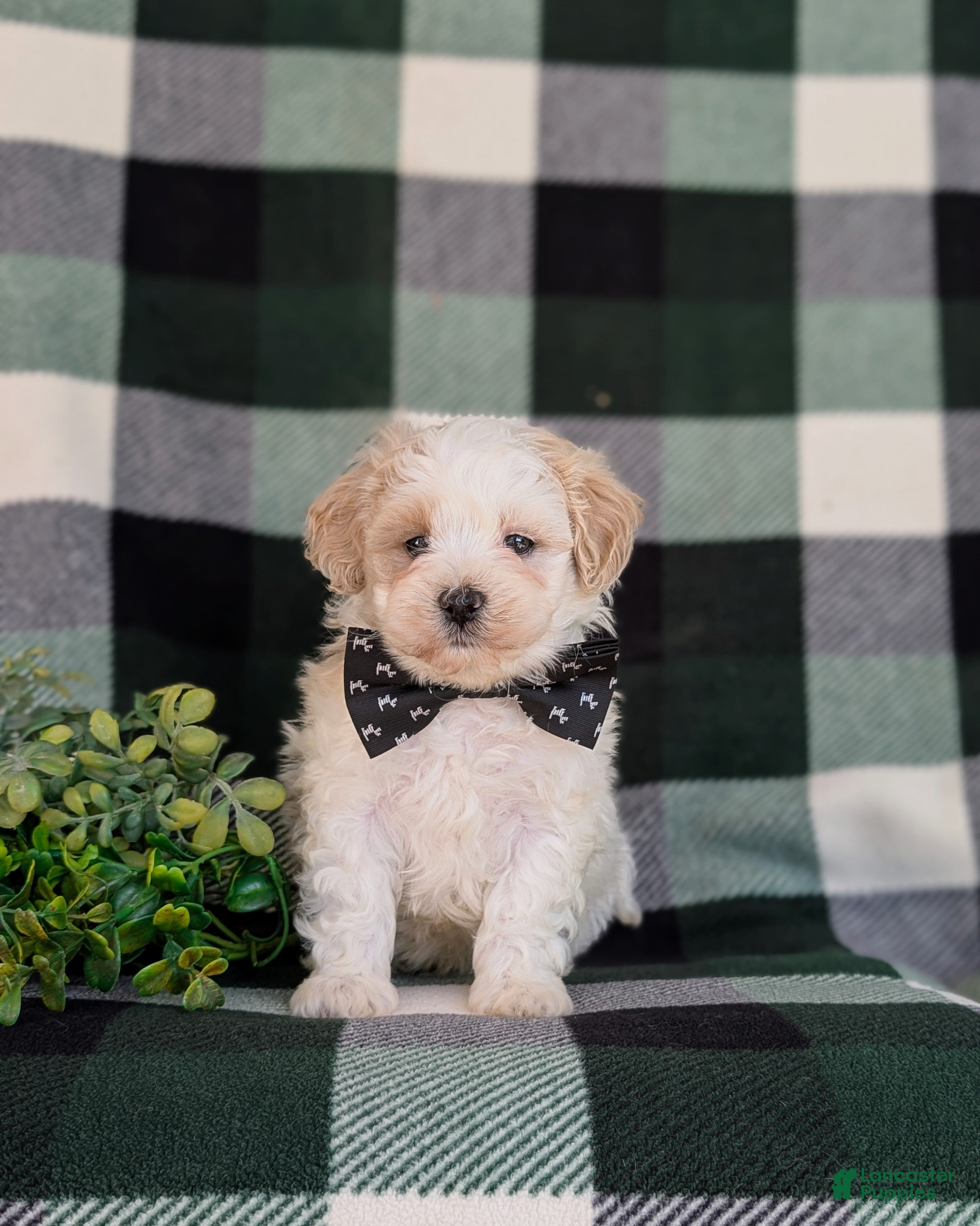 Maltipoo dogs for sale: Oscar - Ad 4
