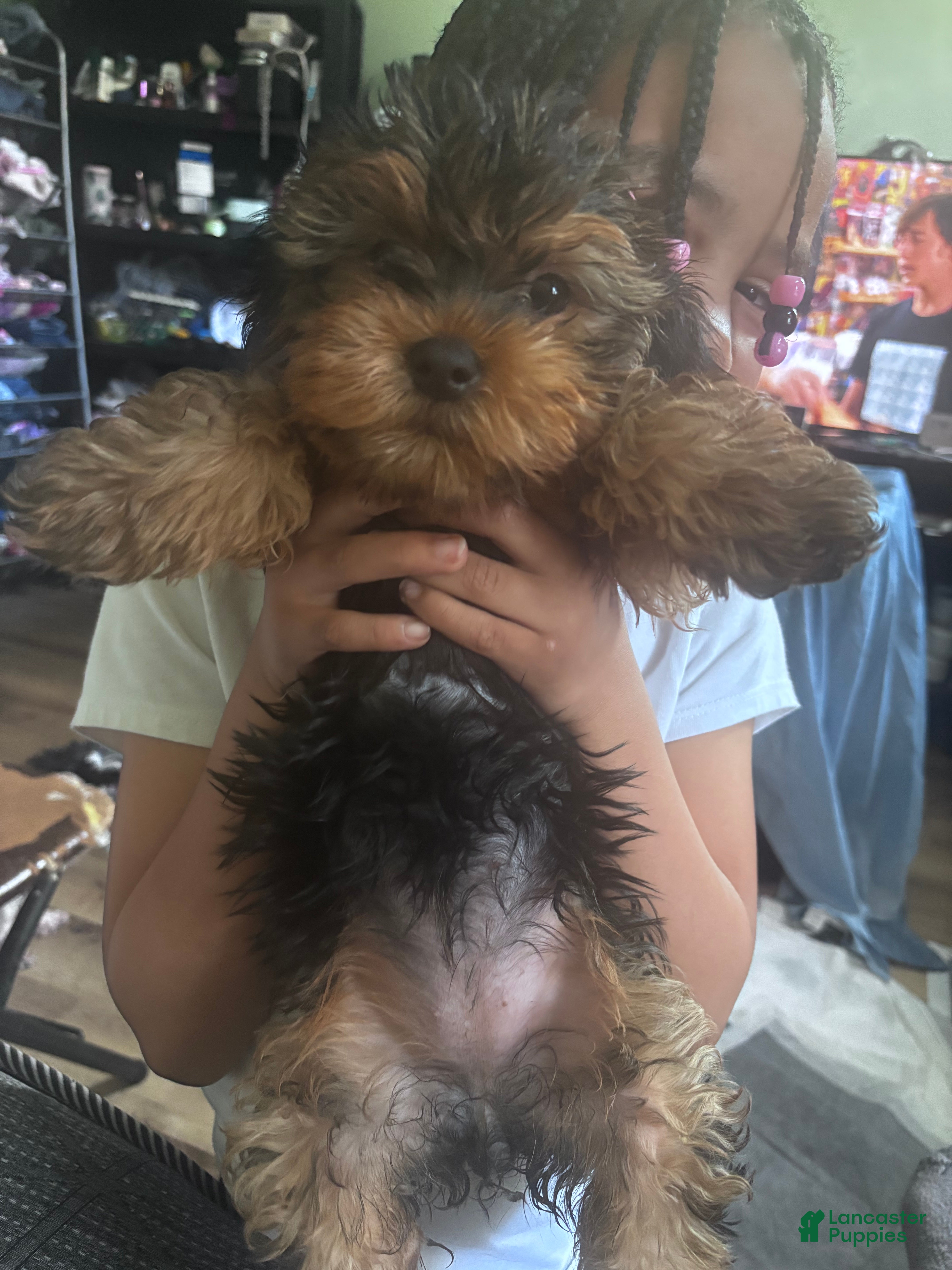 Yorkshire Terrier dogs Yorkshire Terrier Puppy 1 - Ad 2