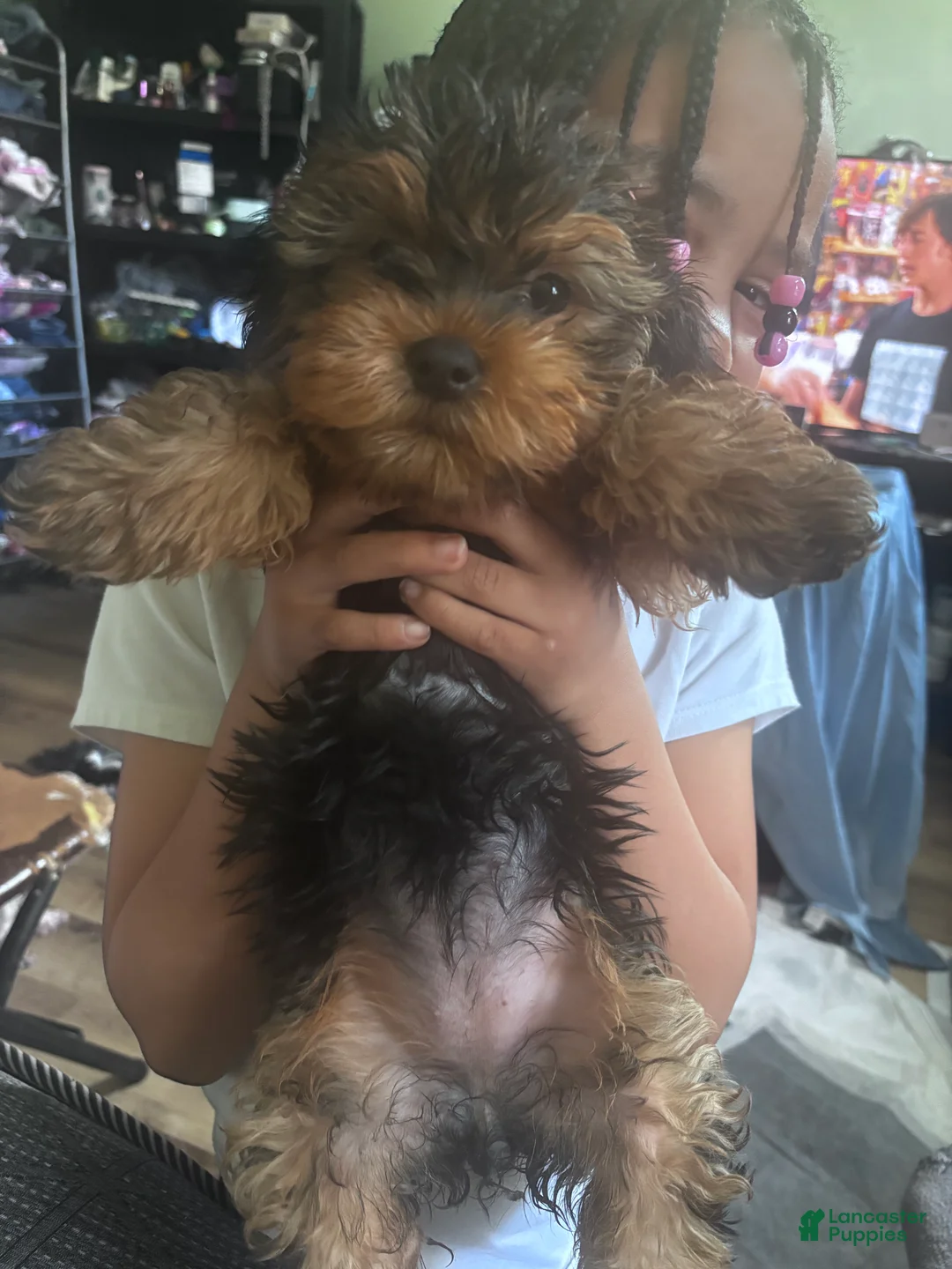 Yorkshire Terrier dogs for sale: Yorkshire Terrier Puppy 1 - Ad 2