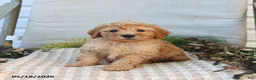 Mini Goldendoodle dogs for sale: Marvin - Ad 3