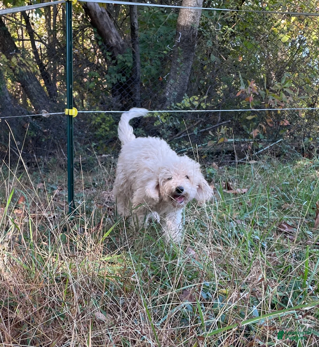 Mini Aussiedoodle dogs for sale: Cream - Ad 2