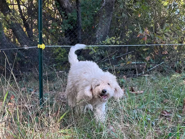 Mini Aussiedoodle dogs for sale: Cream - Ad 2