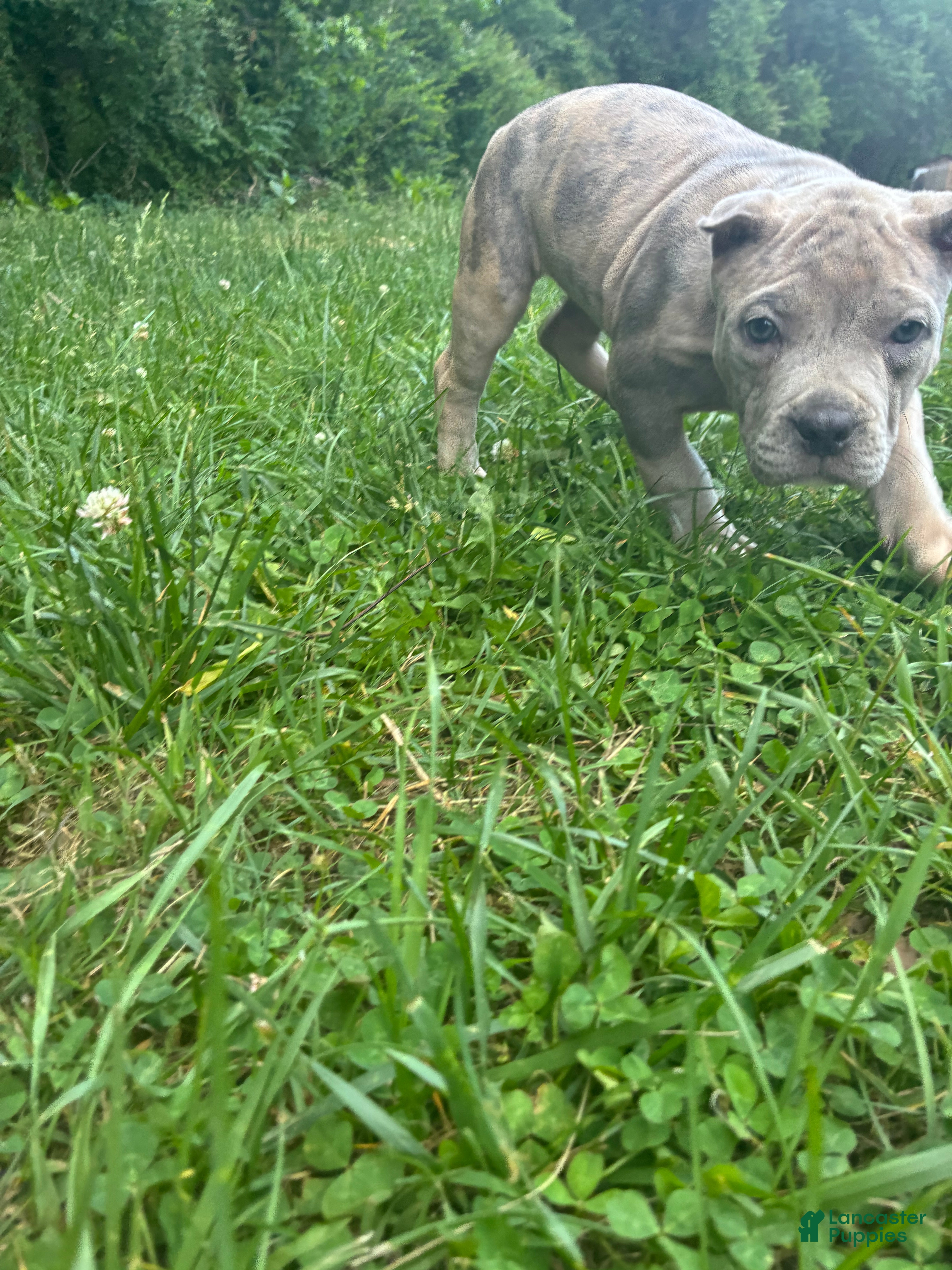 American Bully dogs for sale: American Bully Puppy 3 - Ad 2
