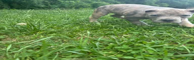 American Bully Puppy 3