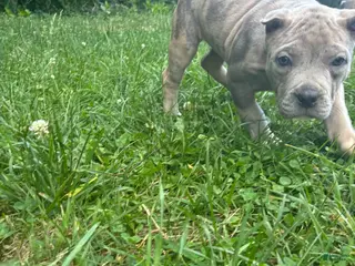 American Bully dogs American Bully Puppy 3 - Ad 31