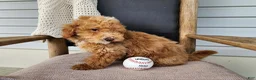 Mini Bernedoodle dogs for sale: Spencer - Ad 5