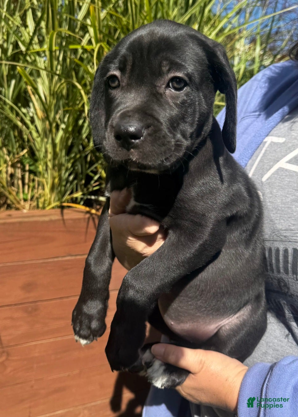 Cane Corso dogs Cane Corso Purple Collar - Ad 22
