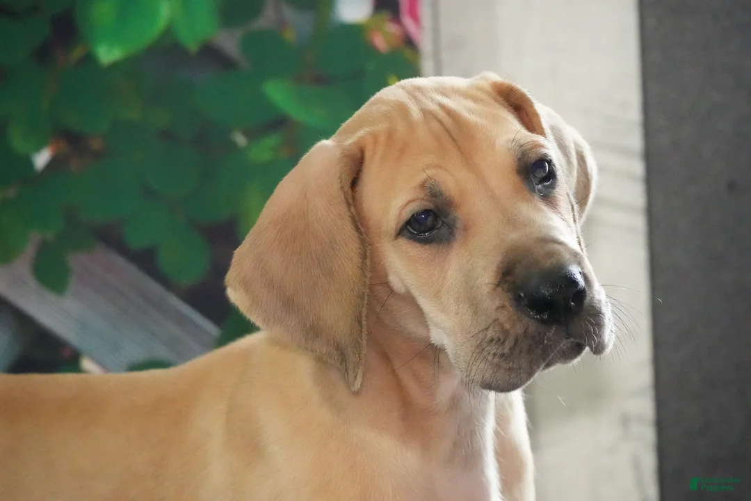 Great Dane dogs for sale: Lainey - Ad 3