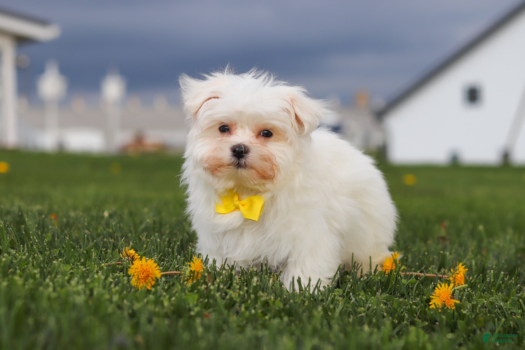 Maltese dogs Jeriah - Ad 2