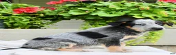 Australian Cattle Dog dogs for sale: Charlie  - Ad 3