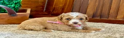 Toy Poodle dogs for sale: Ruby - Ad 4