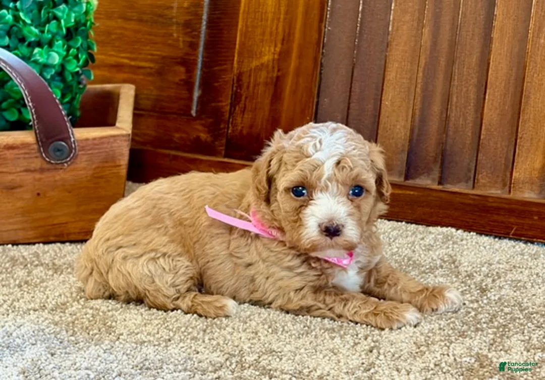 Toy Poodle dogs for sale: Ruby - Ad 4