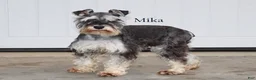 Miniature Schnauzer dogs for sale: Twila - Ad 4