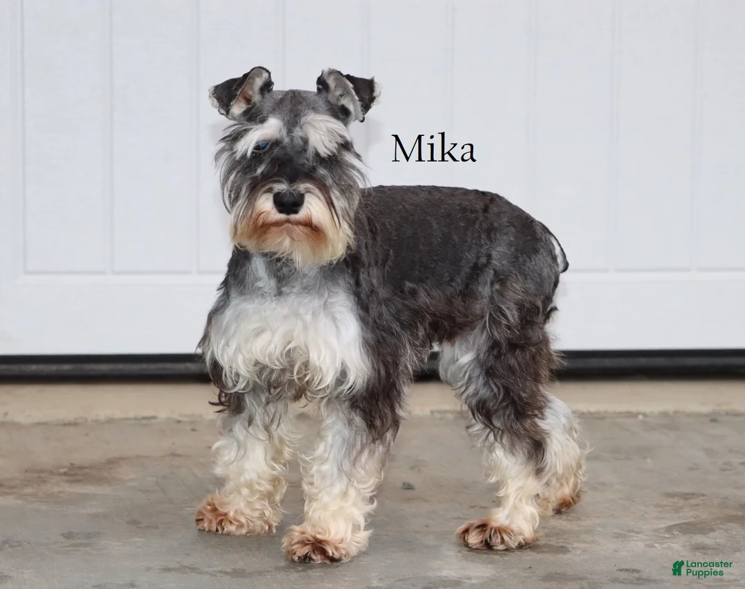 Miniature Schnauzer dogs for sale: Twila - Ad 4