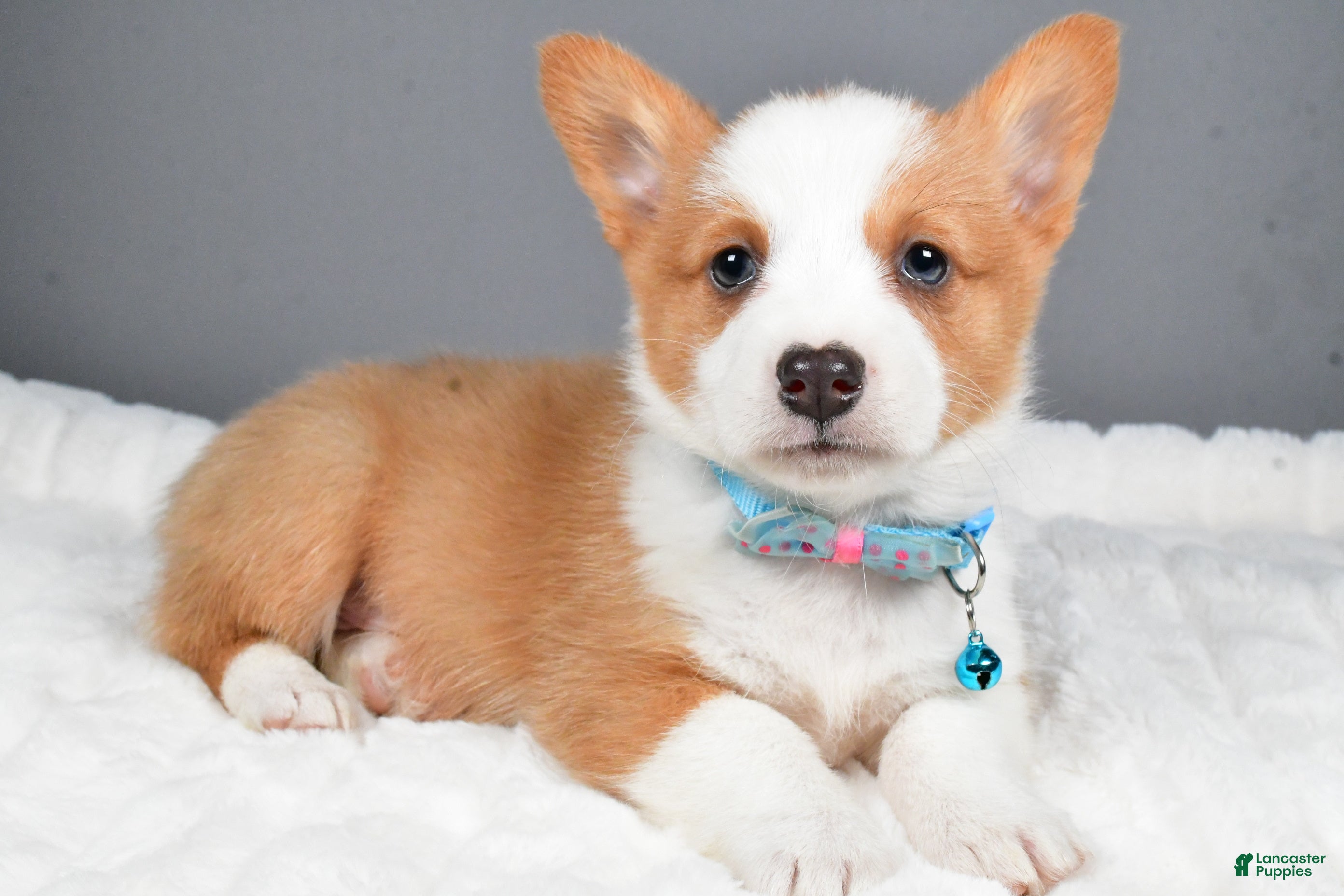 Welsh Corgi Pembroke dogs Bear - Ad 41