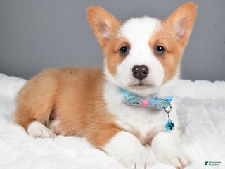 Welsh Corgi Pembroke dogs Bear - Ad 34