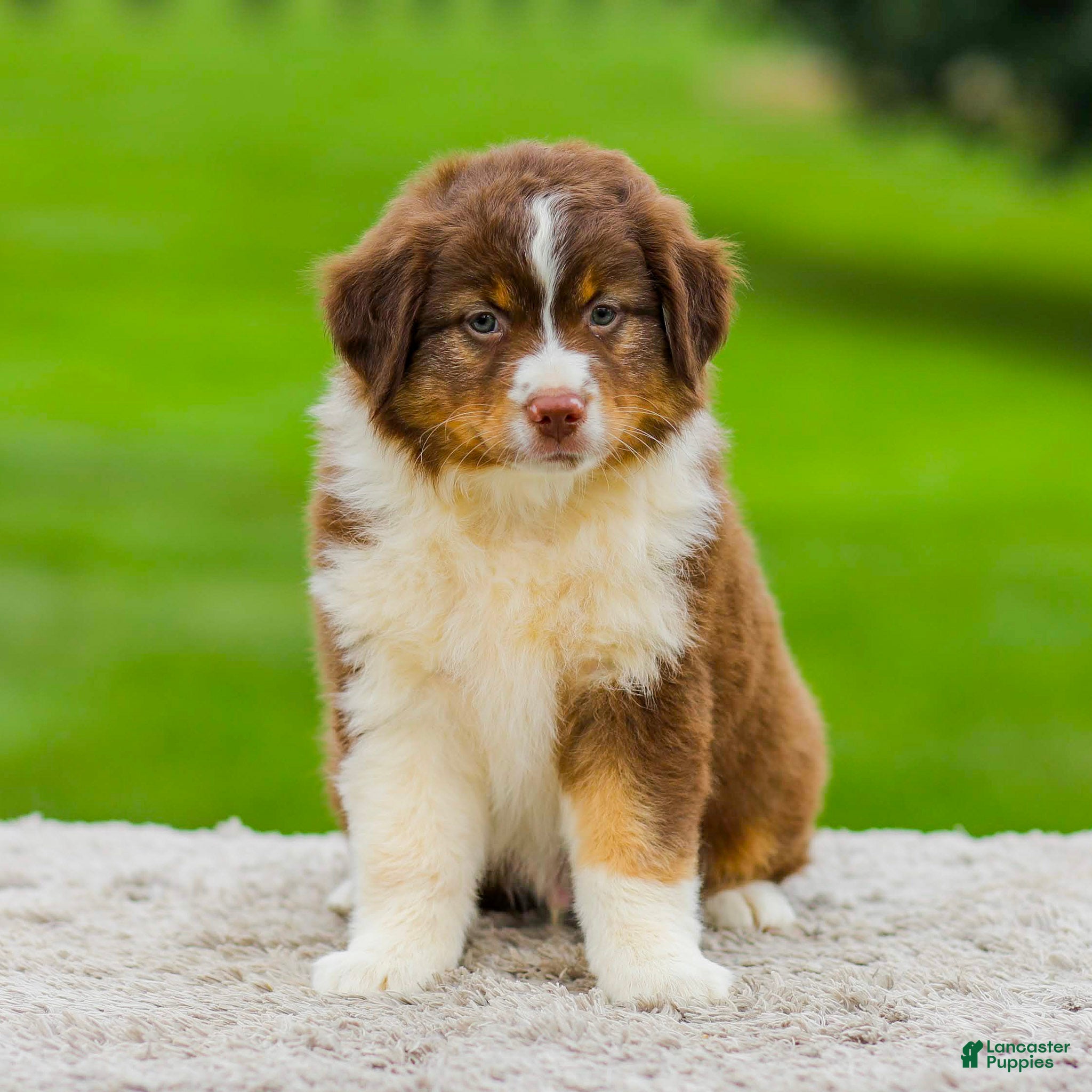 Miniature Australian Shepherd dogs Grant - Ad 1