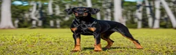 Doberman Pinscher dogs for sale: Doberman Pinscher Puppy 2 - Ad 4