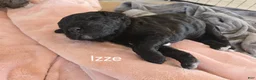 Newfypoo dogs for sale: Izze - Ad 4