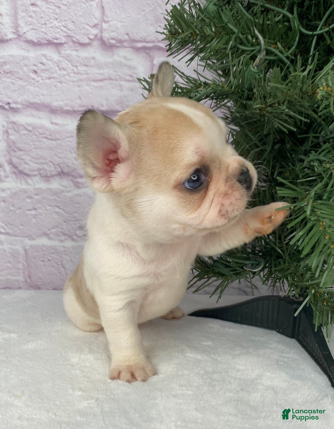 French Bulldog dogs for sale: Rambo  - Ad 9