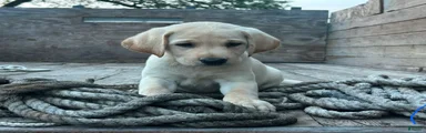 Gus