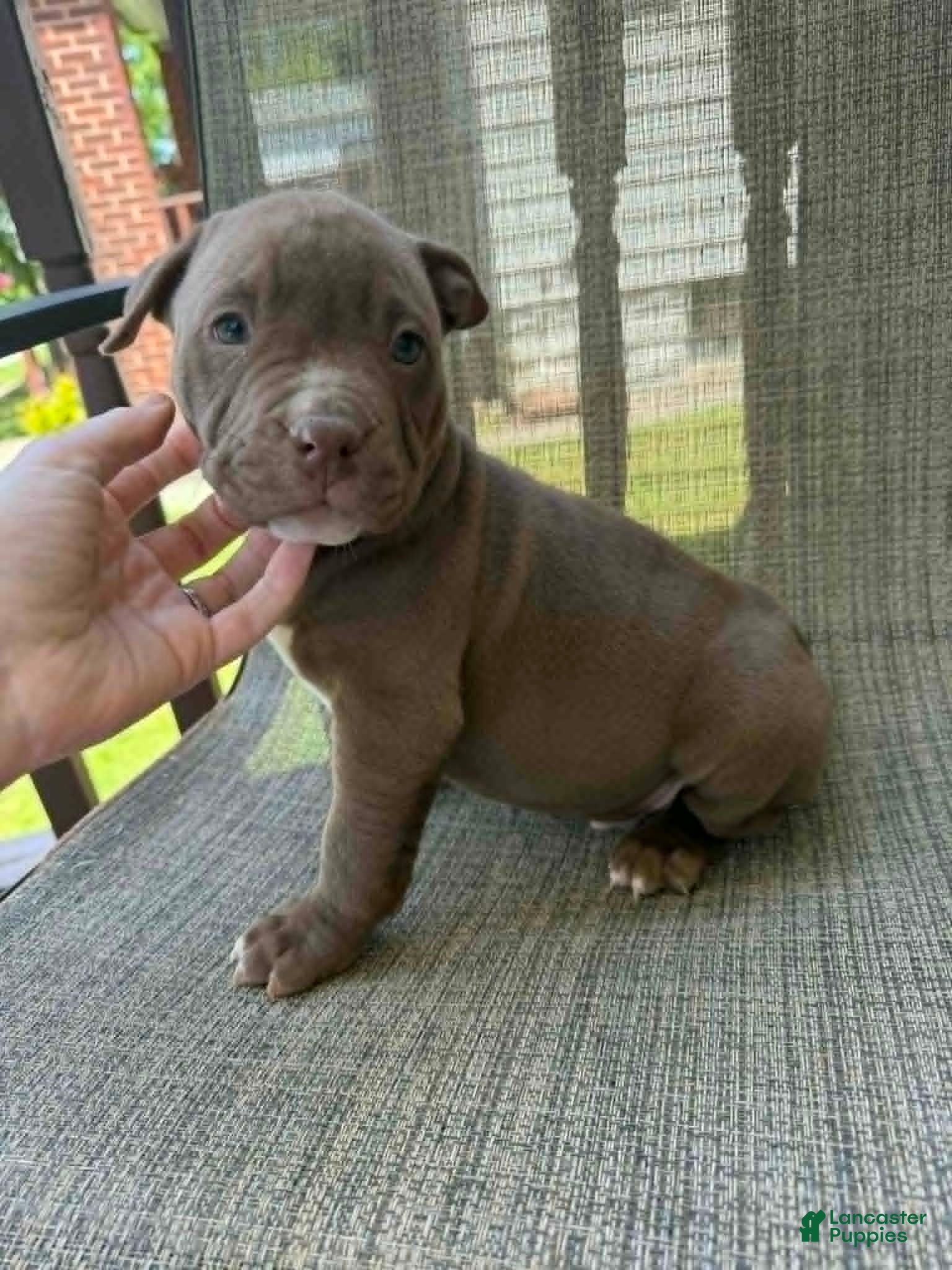 American Bully dogs Floki - Ad 2