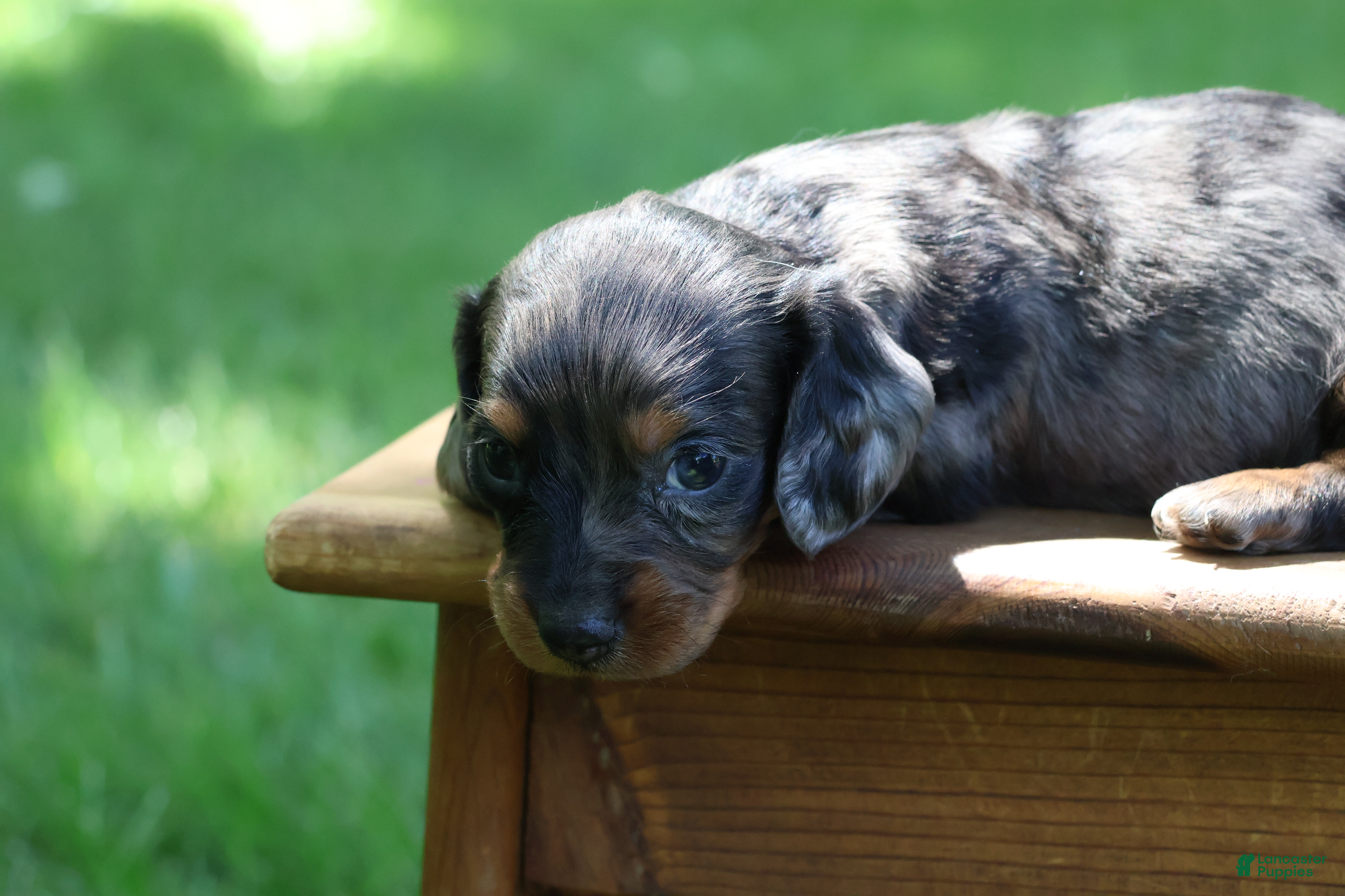 Miniature Dachshund dogs Mini Dachshund: Max - Ad 1