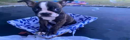 Boston Terrier dogs for sale: Boston Terrier 3 - Ad 3