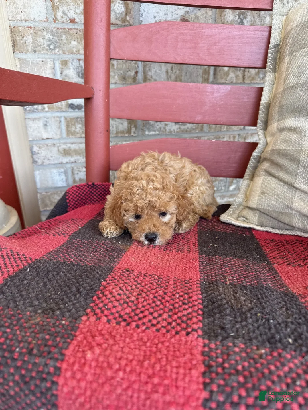 Mixed Breed dogs for sale: Tabby - Ad 5