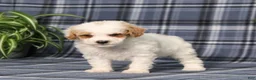 Miniature Poodle dogs for sale: X-Man - Ad 3