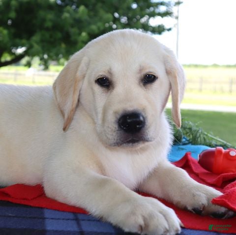 Labrador Retriever dogs Toby - Champ lines - Ad 2