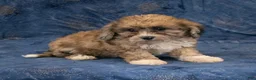 Havapoo dogs for sale: Dexter - Ad 6