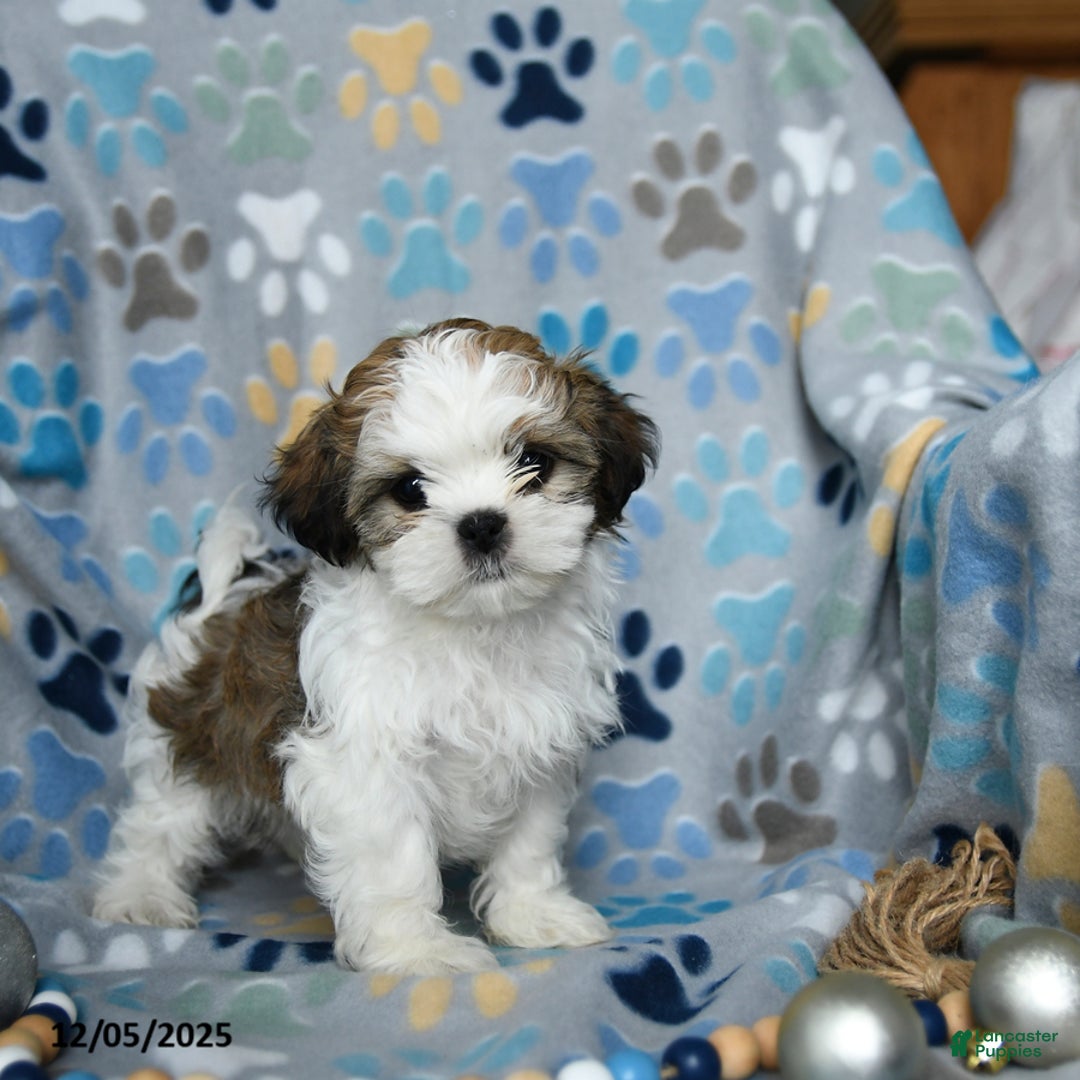 Shih Tzu dogs for sale: Jack  - Ad 4