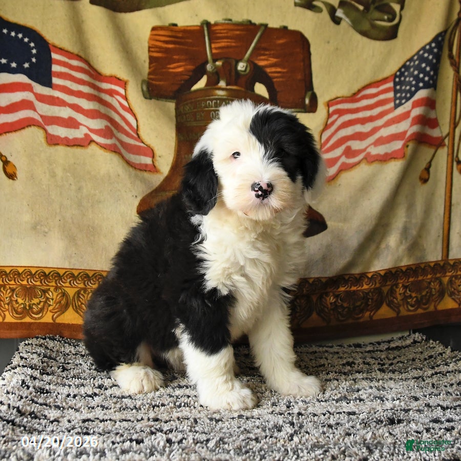 Old English Sheepdog dogs Velvet - Ad 2