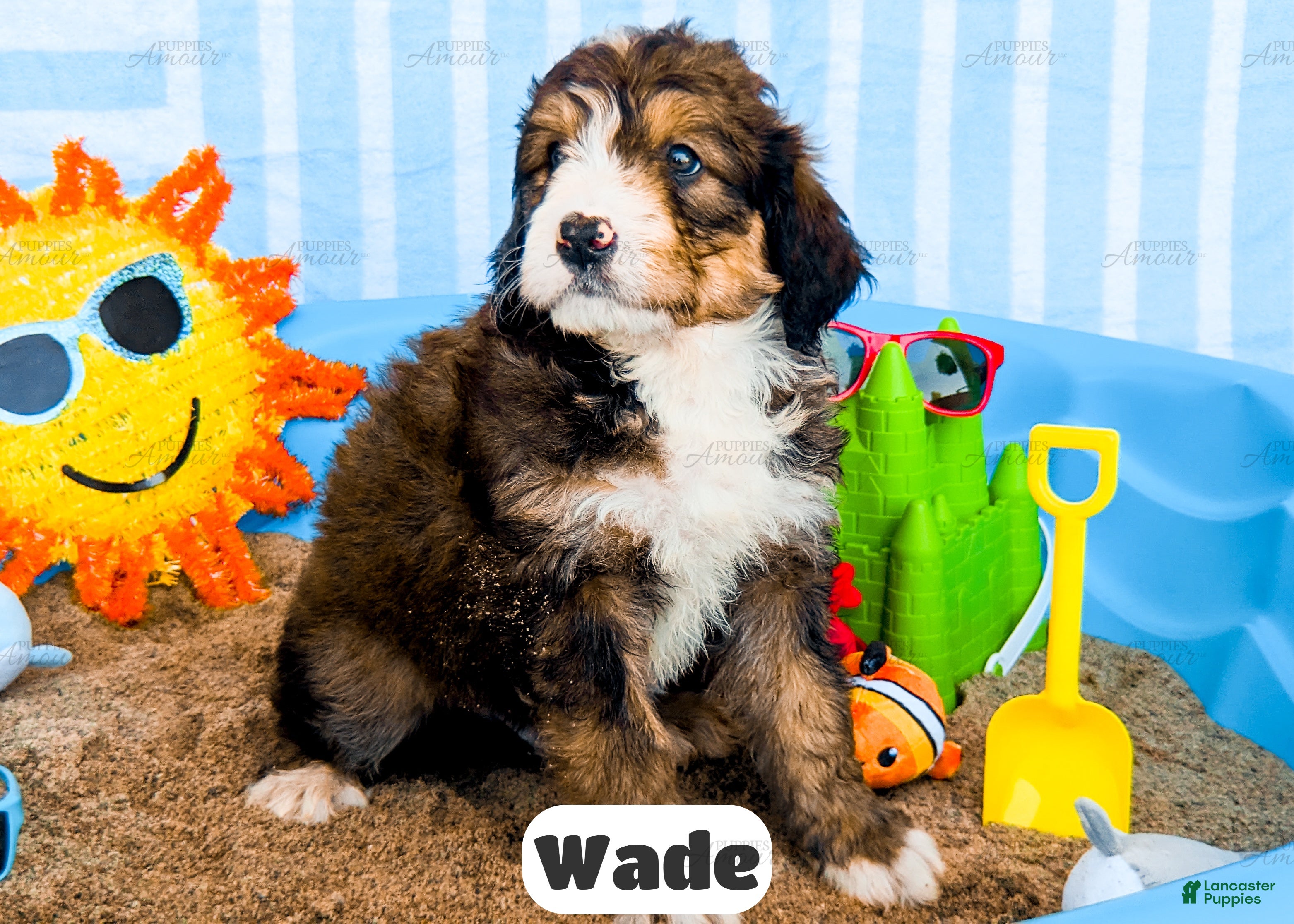 Bernedoodle dogs Wade - Ad 2