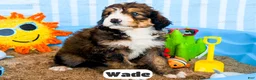 Bernedoodle dogs for sale: Wade - Ad 10