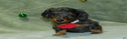 Miniature Dachshund dogs for sale: Miniature Dachshund Puppy 1 - Ad 15