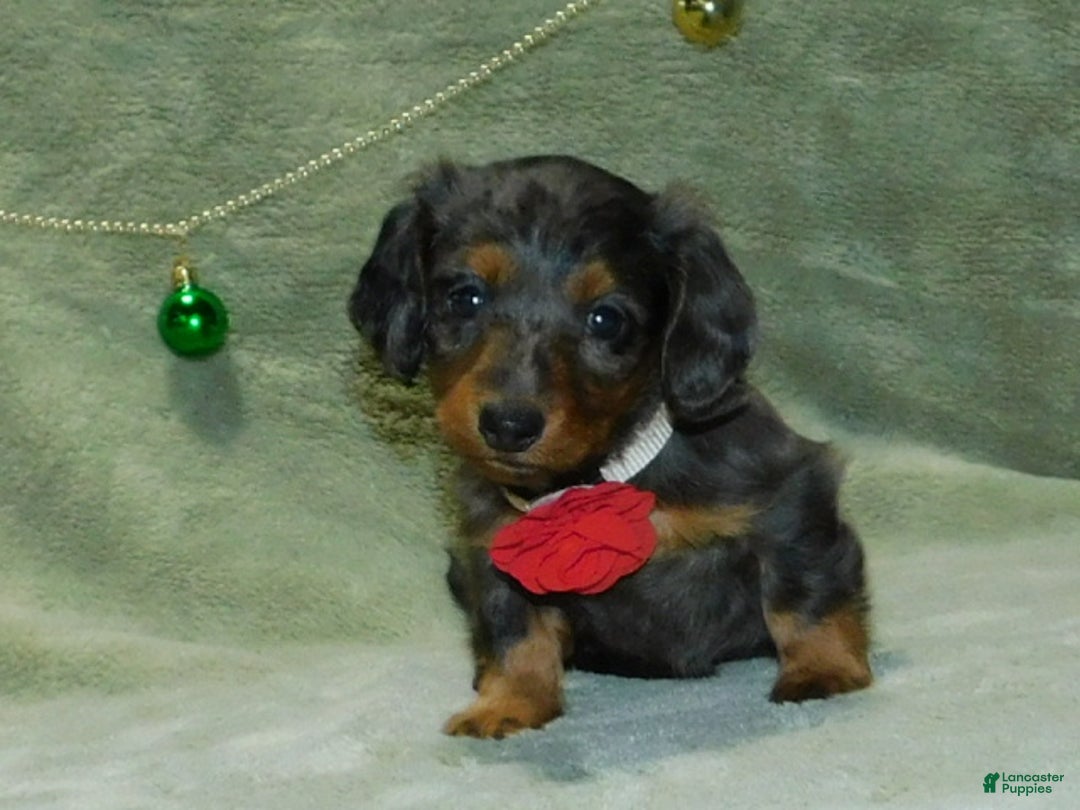 Miniature Dachshund dogs for sale: Miniature Dachshund Puppy 1 - Ad 15