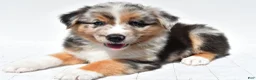 Australian Shepherd dogs for sale: Kayla - Ad 4