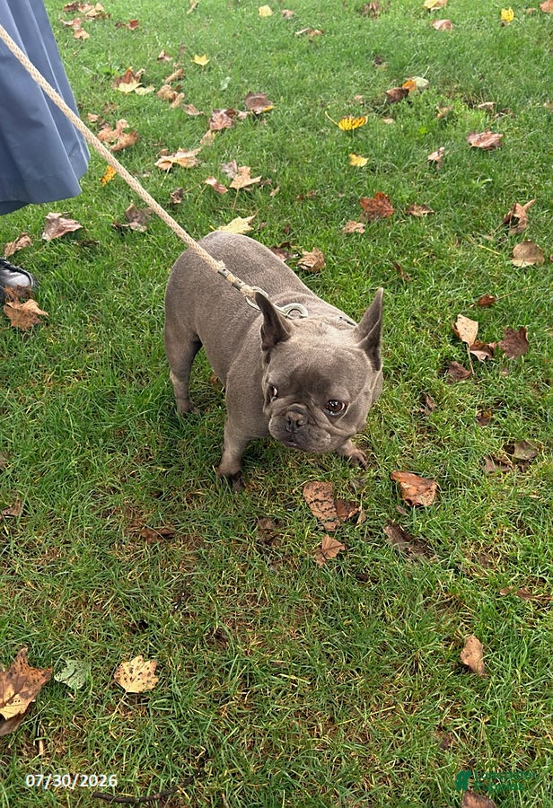 French Bulldog dogs Halestorm - Ad 17