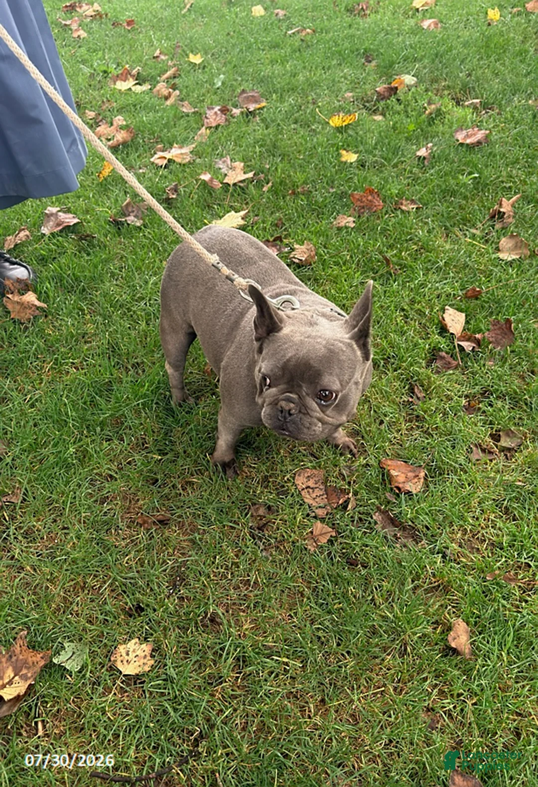 French Bulldog dogs for sale: Halestorm - Ad 1