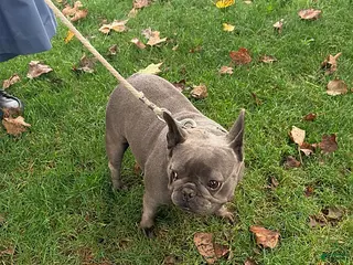 French Bulldog dogs Halestorm - Ad 17
