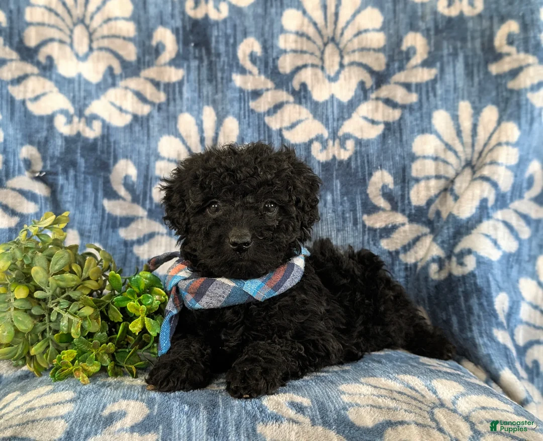 Cockapoo dogs for sale: Jarod Hypoallergenic - Ad 5