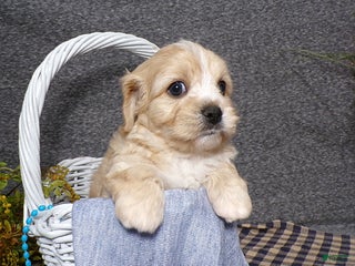 Cavachon dogs - Ad 11