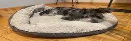 Miniature Schnauzer dogs for sale: Rice - Ad 2