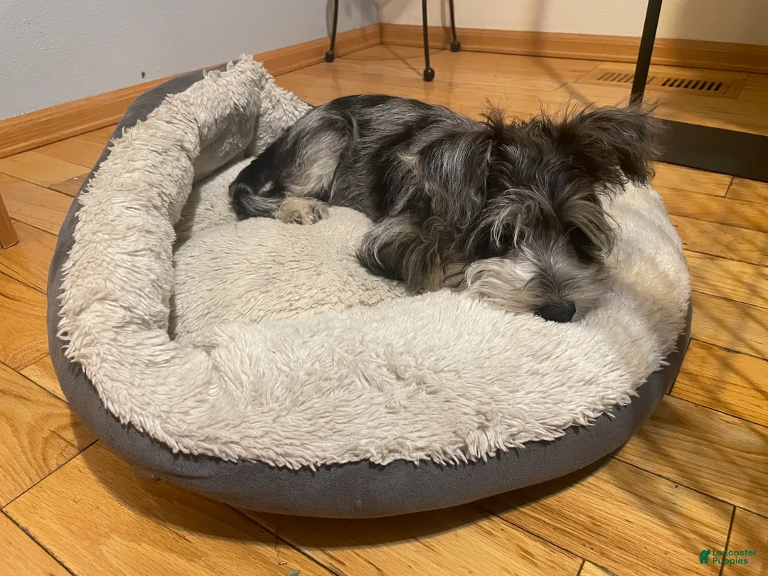 Miniature Schnauzer dogs for sale: Rice - Ad 2