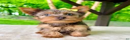 Yorkshire Terrier dogs for sale: Lucia - Ad 4