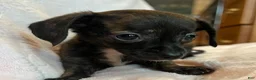 Chiweenie dogs for sale: Beatrice - Ad 8