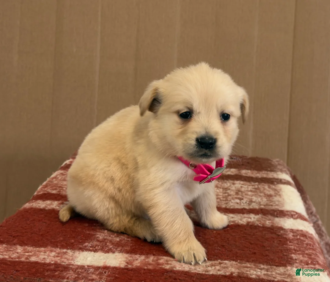Golden Retriever dogs for sale: Twinkles - Ad 2